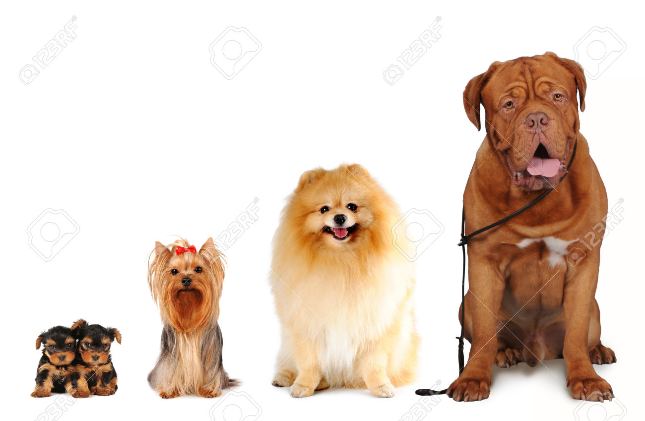 Perros de distintos tamaños